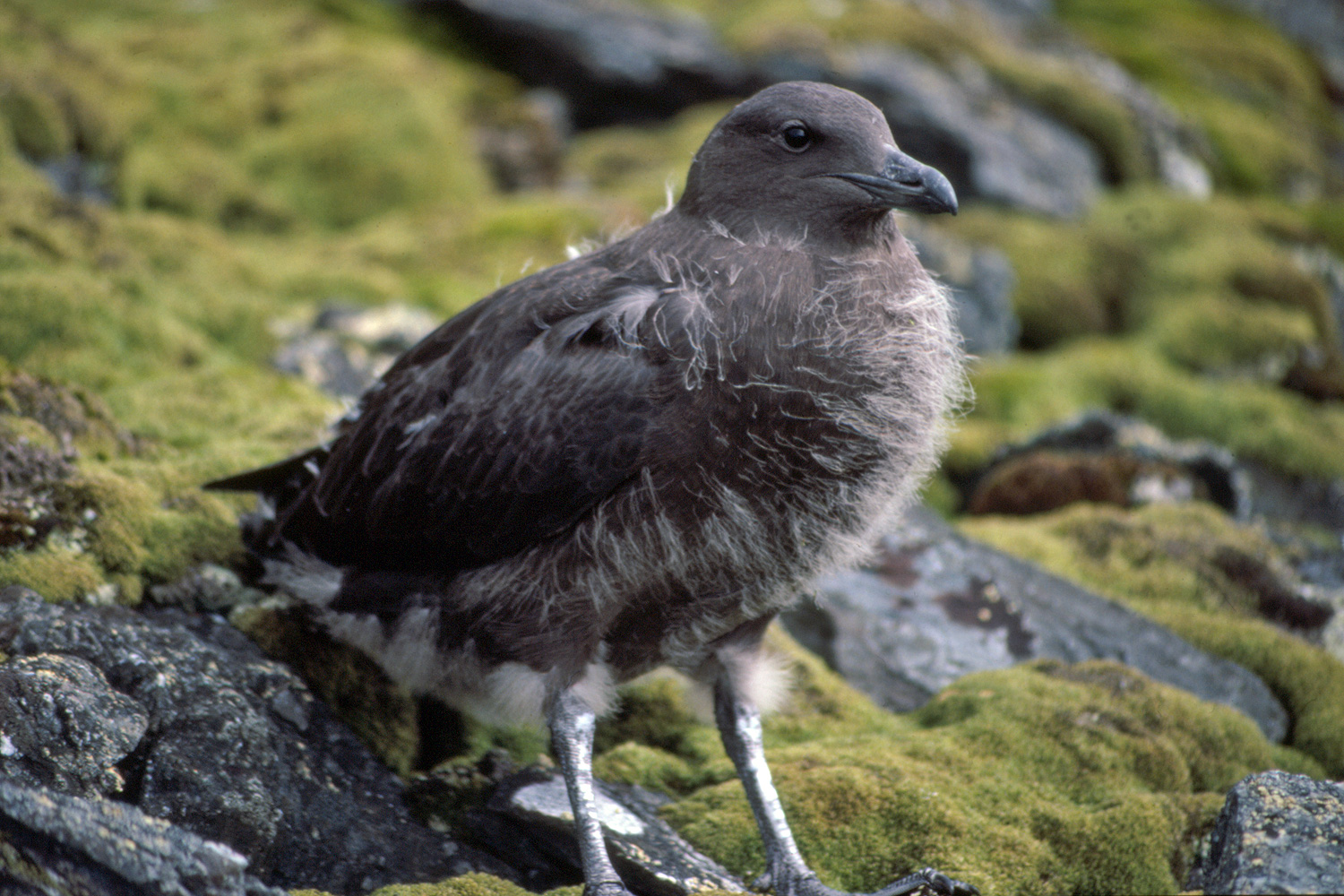 Antarctic Or South Polar Skua Chick Catharacta Maccormicki Arctic